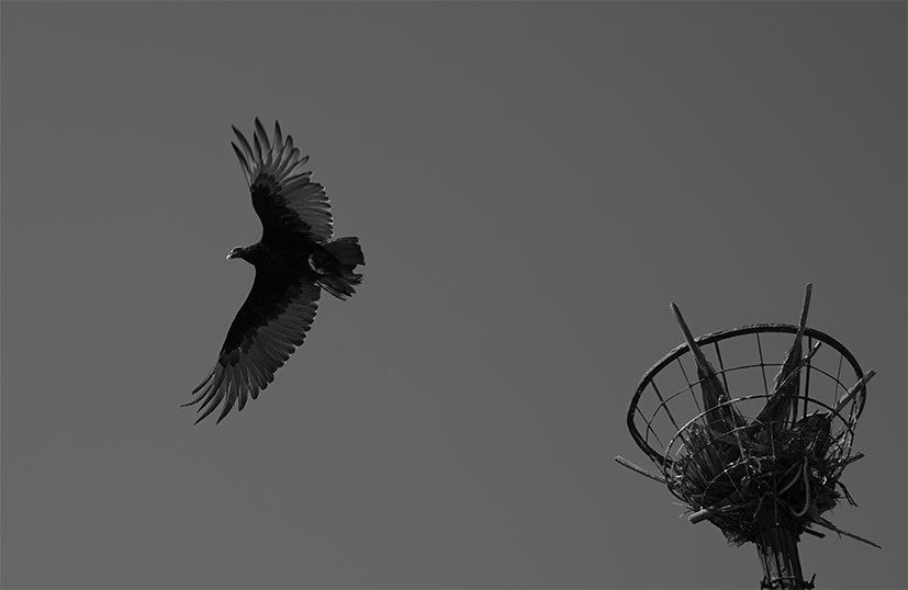 From the Eagle’s Talons